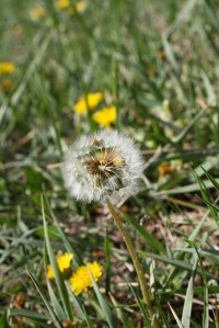 dandelion